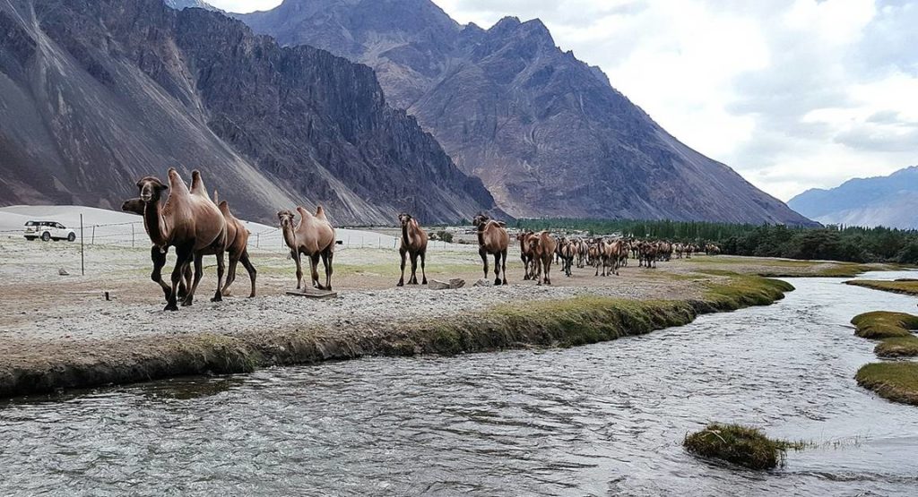 Flower Valley of Ladakh! Luxury Tours of India Kumar Tours